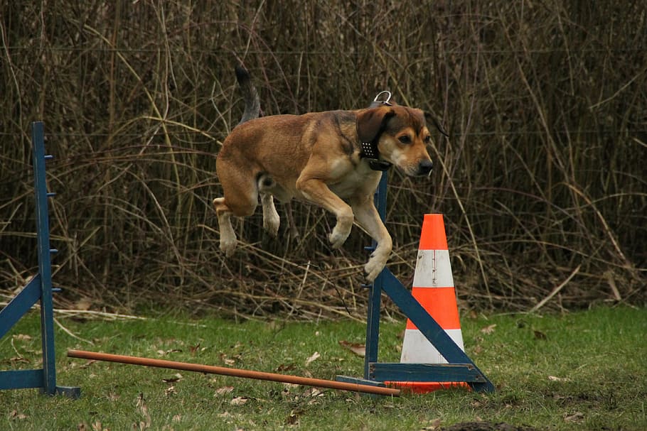 tan dog jumping near cone and plant at daytime, exercise, dog exercise HD wallpaper