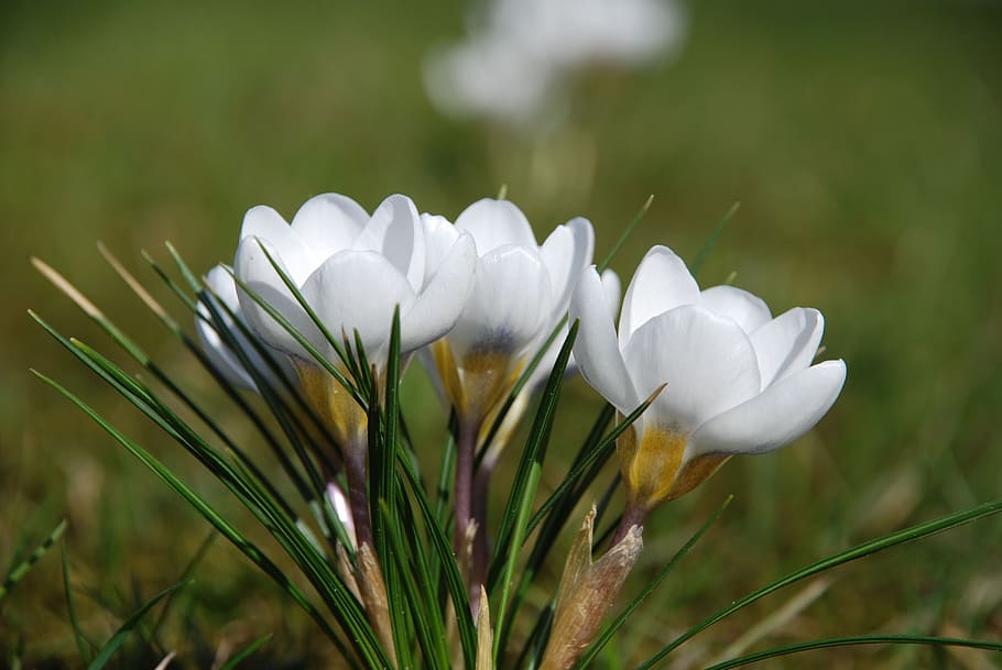 crocus, white, spring, flower, plant, freshness, growth, flowering plant HD wallpaper