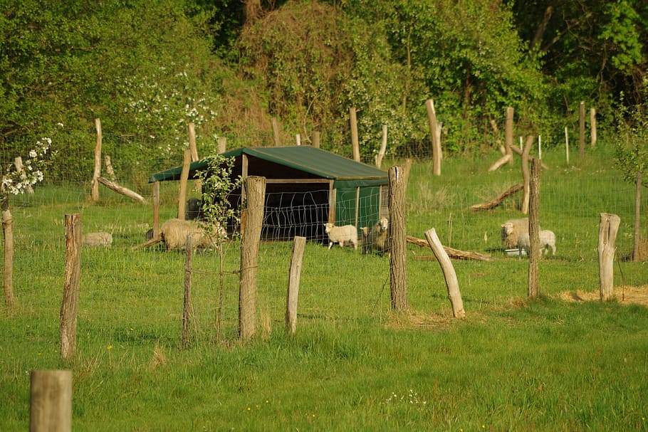 Sheep, Lamb, Meadow, fence, farm, rural Scene, grass, nature HD wallpaper