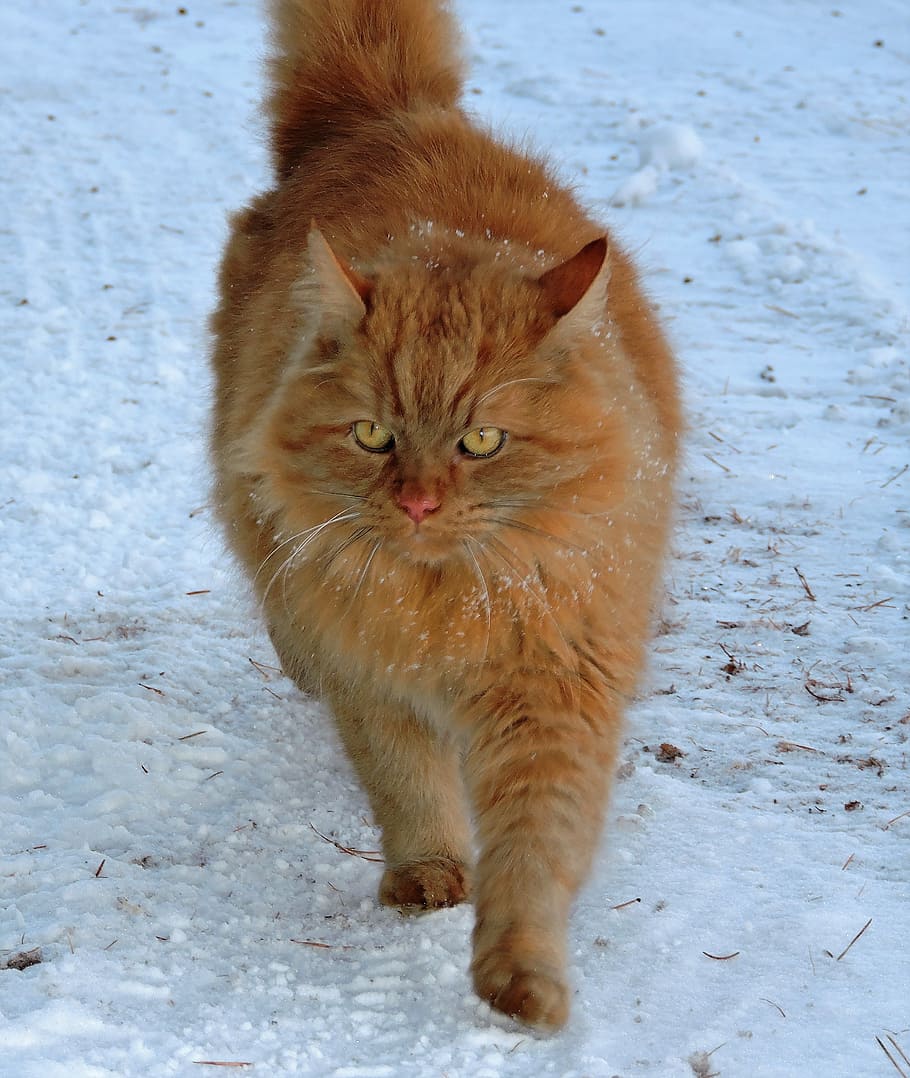 cat, red, red cat, snow, winter, fur, pet, mammal, animal themes HD wallpaper