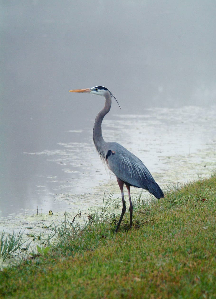 crane, bird, wildlife, animals in the wild, vertebrate, animal themes HD wallpaper