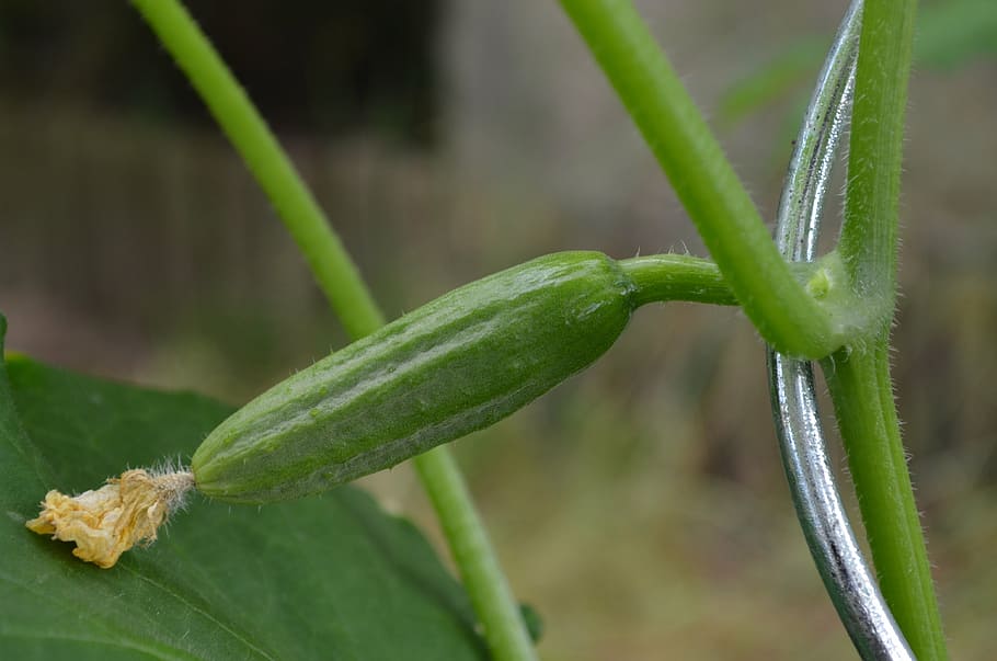 cucumber, snake pickle, vegetables, green color, plant, growth HD wallpaper
