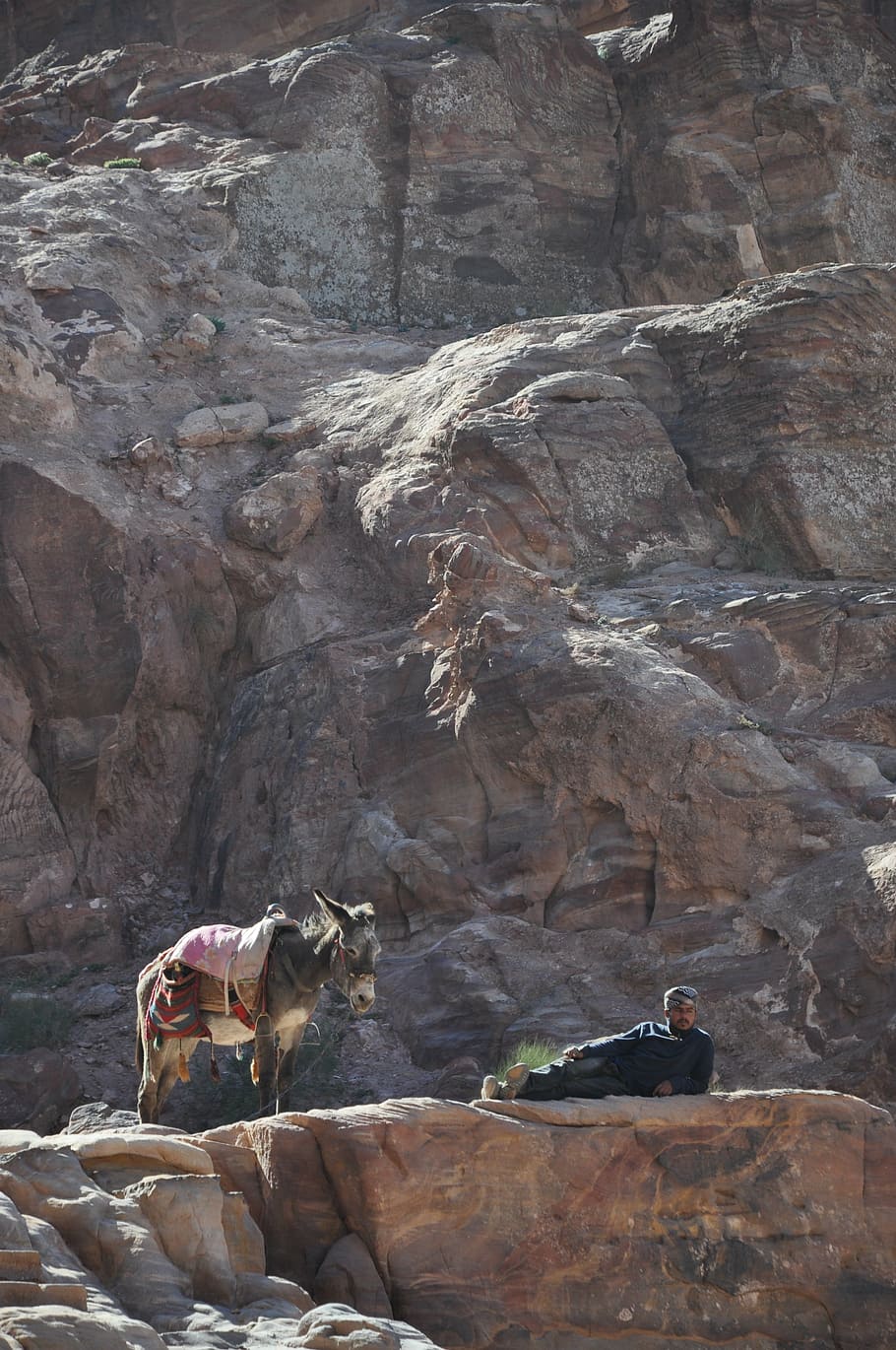 donkey, jordan, mountain, mammal, animal themes, domestic animals HD wallpaper