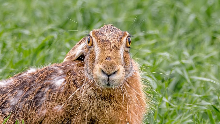 brown animal in shallow photography, hare field, mammal, rabbit