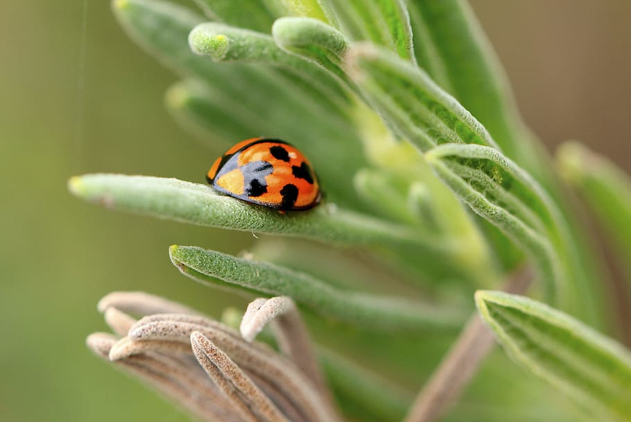 ladybug, shine, green, red, leaf, grass, morning, sun, macro HD wallpaper