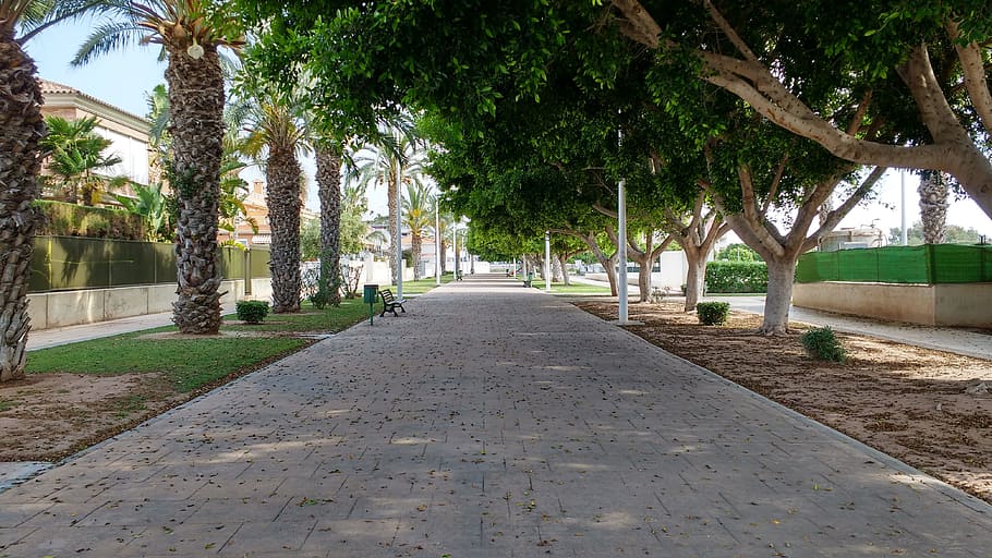 Walk, Trees, Lawn, park, street, footpath, outdoors, nature HD wallpaper