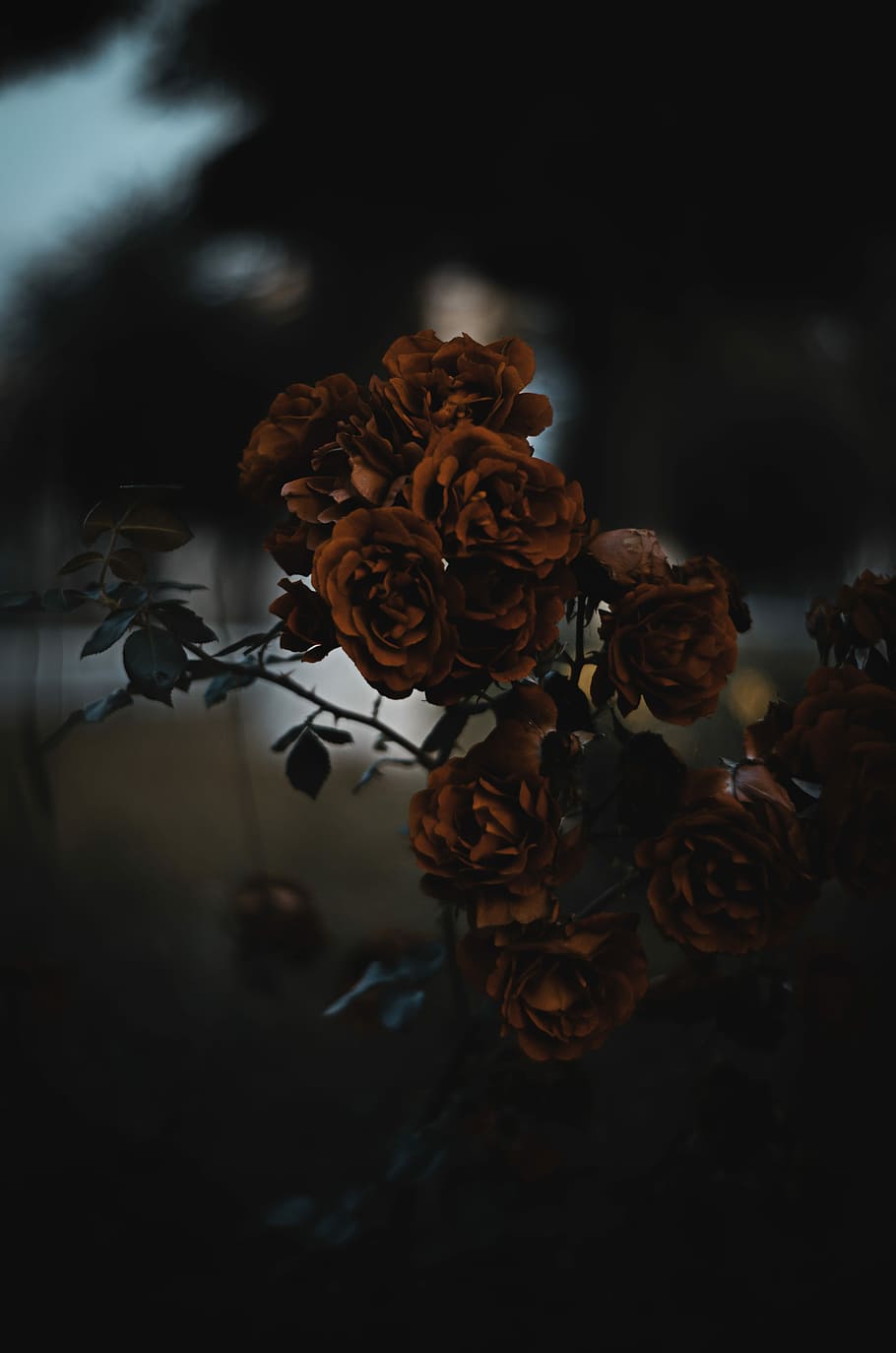 focus photography of red roses, macro shot of roses, branch, leaf HD wallpaper