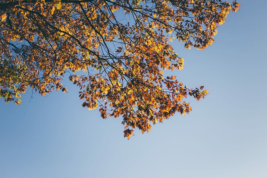 scenery of withered tree, low angle photography of orange tree HD wallpaper