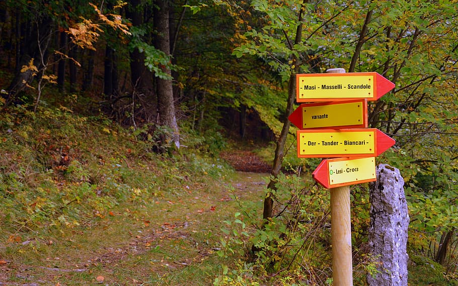 signal, indications, excursion, trail, forest, tree, autumn HD wallpaper