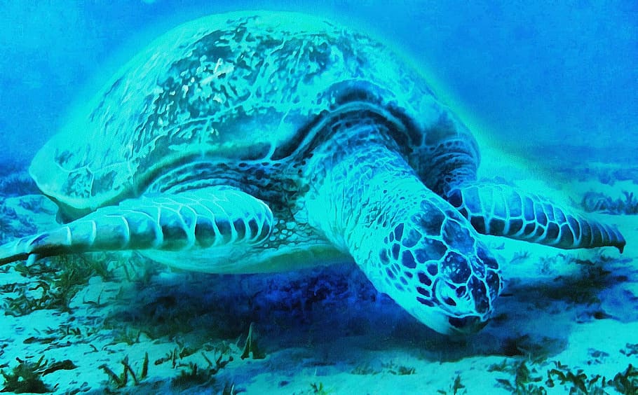 turtle, mar, animals, giant tortoise, tamar project, sea, animal wildlife HD wallpaper