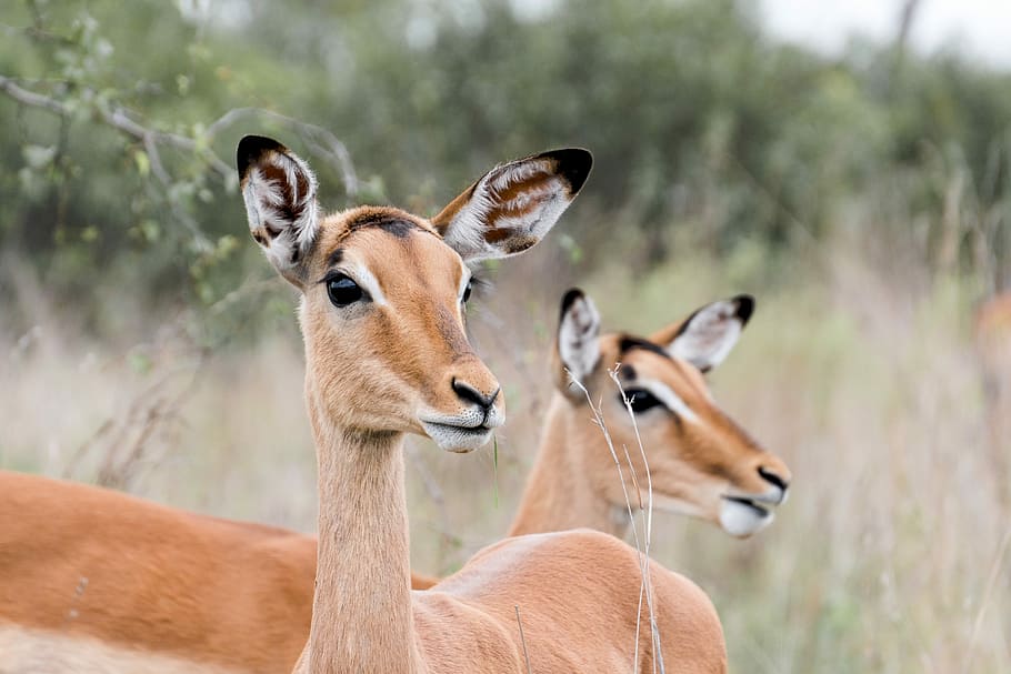 selective focus photo of two brown animals, selective focus photography of two brown deer HD wallpaper
