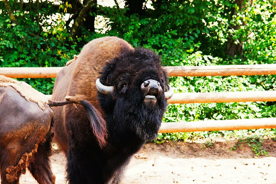 bison, animals, nature, mammal, animal themes, one animal, animal wildlife HD wallpaper