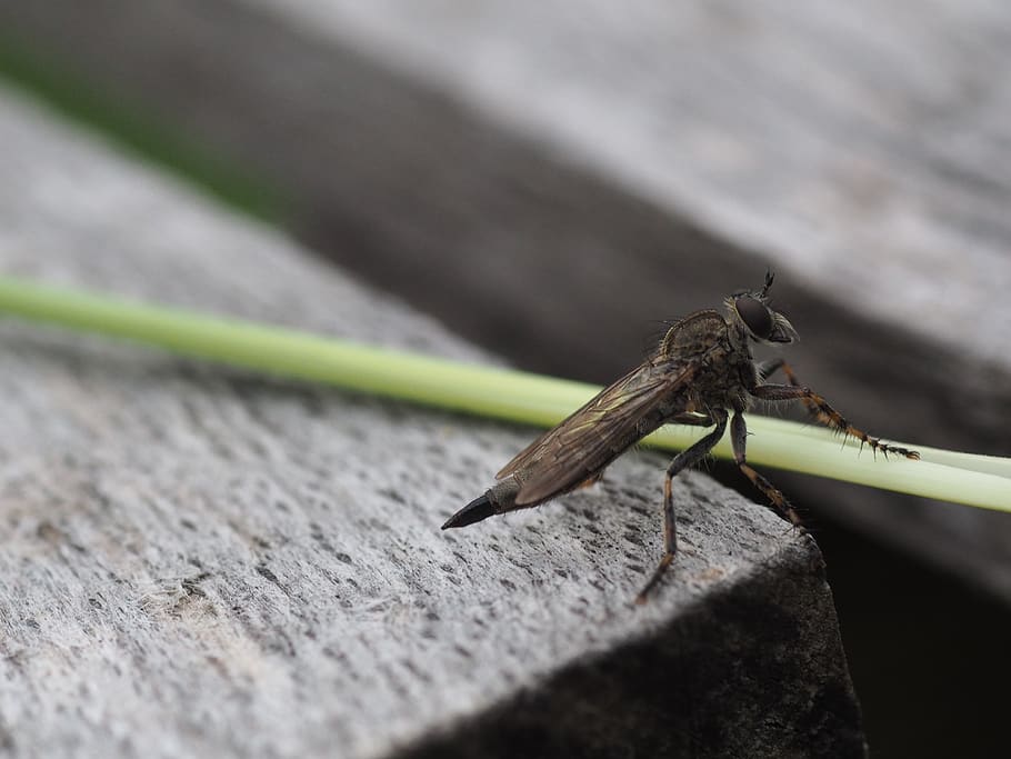fly, insect, macro, nature, flight insect, animal, close up HD wallpaper