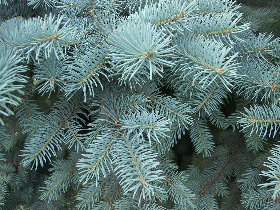 Forest, Blue Spruce, Nature, branch, trees, conifer, green HD wallpaper