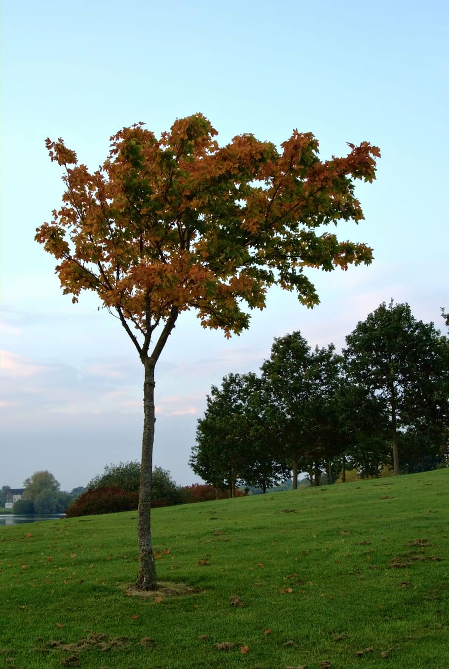 park, autumn, october, tree, plant, sky, grass, growth, beauty in nature HD wallpaper