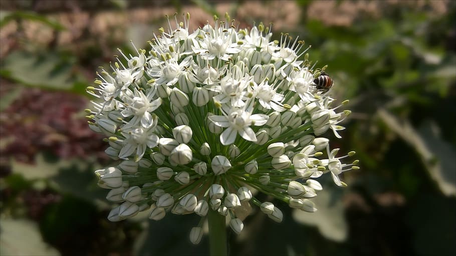 nature, flora, flower, leaf, outdoors, closeup, blooming, beautiful HD wallpaper