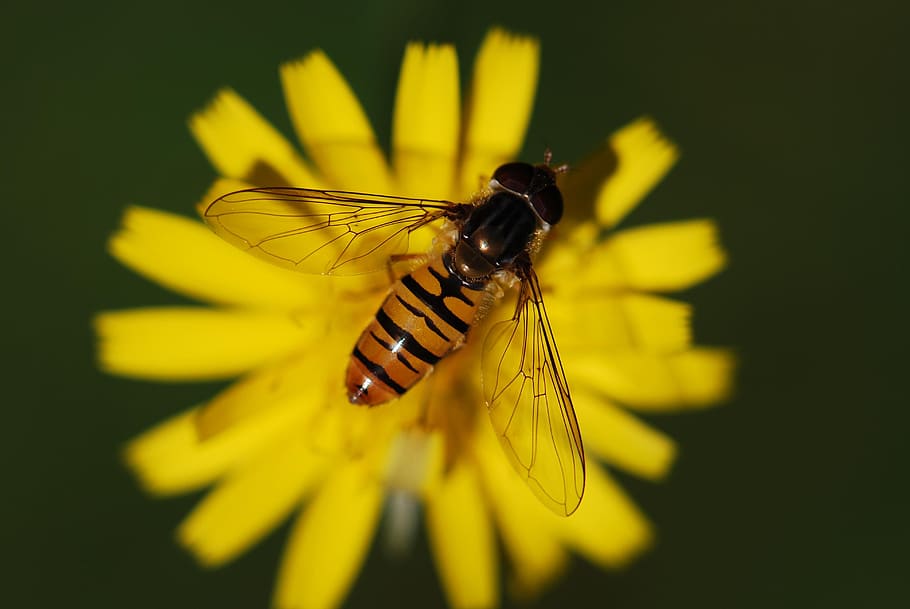 close up photography of hover fly on yellow flower, insect HD wallpaper