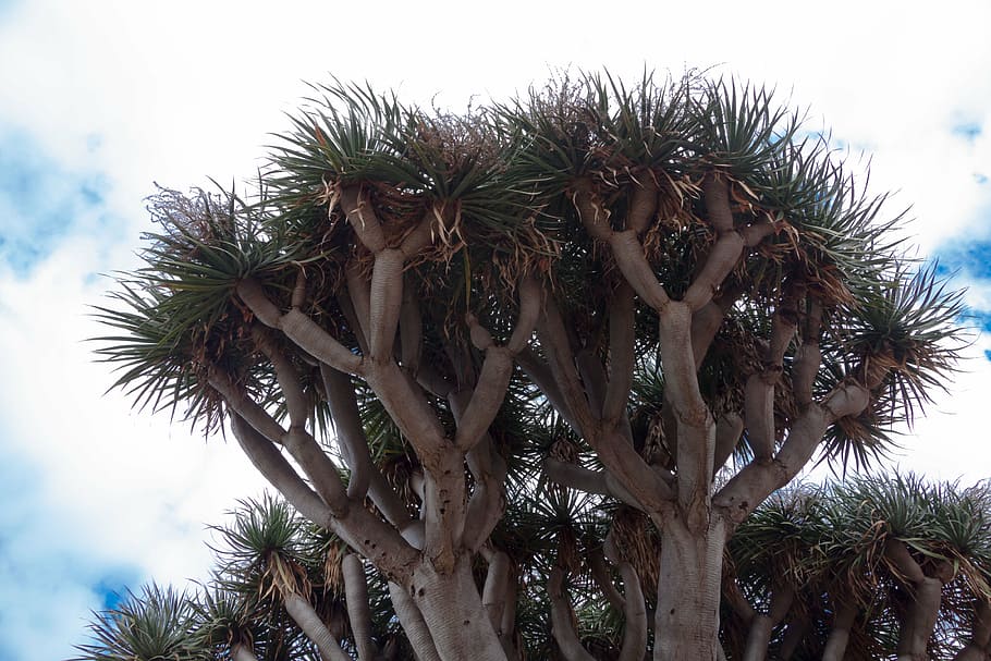 canary island dragon tree, dracaena draco, true leaves, schopf, HD wallpaper