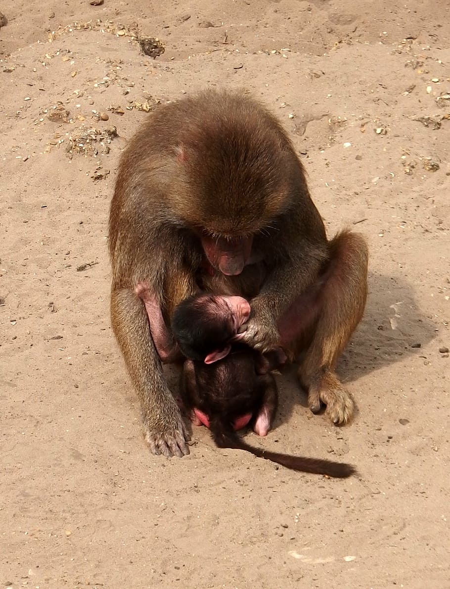 monkey, mother monkey, child monkey, mammal, animal themes HD wallpaper