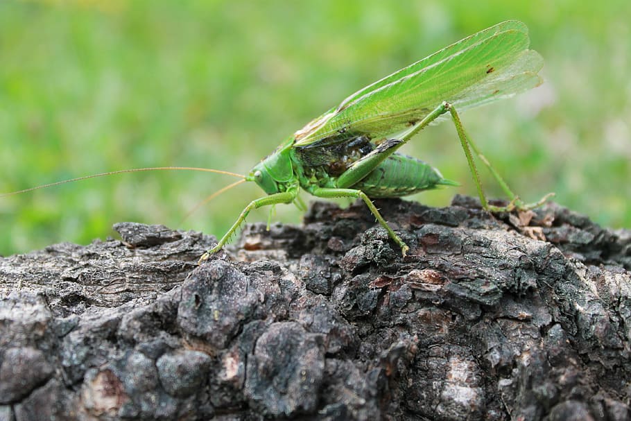 grasshopper, wood, insect, nature, animal, close-up, wildlife HD wallpaper