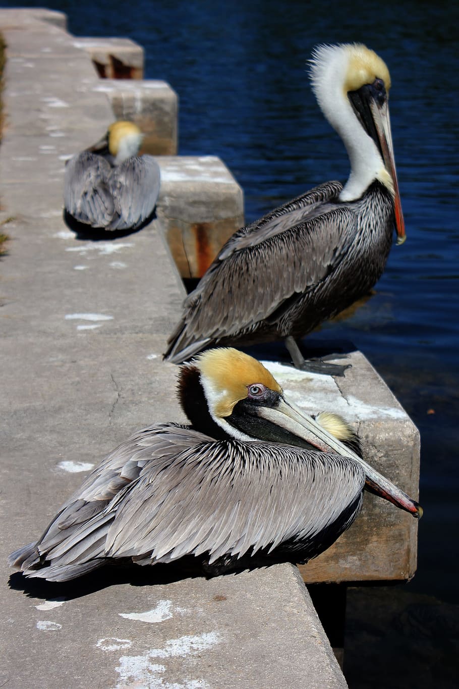 nature, bird, pelican, animal wildlife, animal themes, vertebrate HD wallpaper