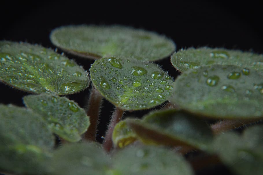 leaf, rosa, drops, nature, wet, drops of water, after the rain HD wallpaper