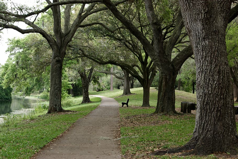 Grass, Nature, Green, Tree, park, trees, walk, park - Man Made Space HD wallpaper