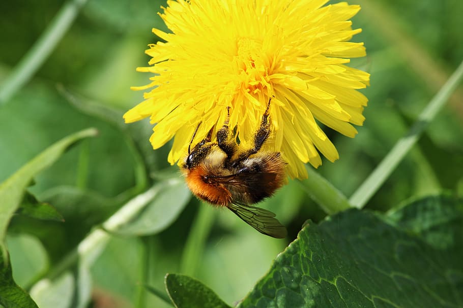 Bee, Dandelion, Pollen, Hard, hard working, spring, meadow HD wallpaper