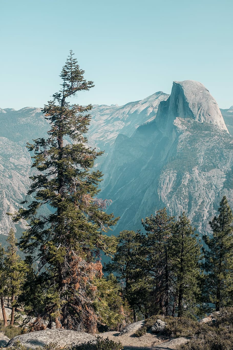 pine trees near mountain, trees on top of mountain, distance HD wallpaper