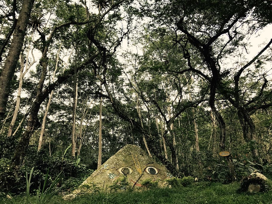 trees, pyramid, eyes, plant, tranquility, land, growth, day HD wallpaper