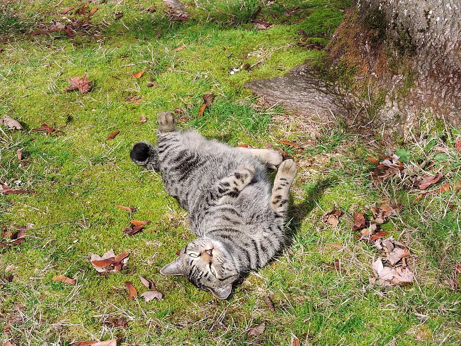 cat, grass, rolling, sun, outside, feline, nature, green, pet HD wallpaper