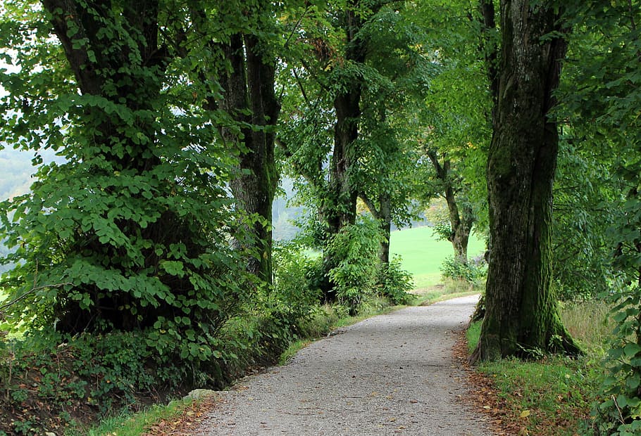 avenue, trees, away, nature, mood, oak, tree lined avenue, plant HD wallpaper