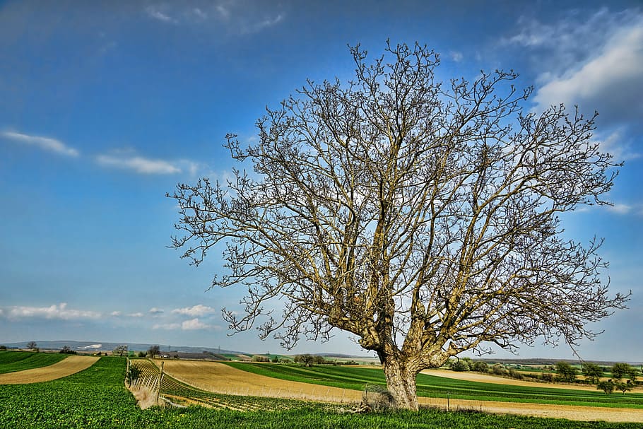 brown bare tree on green grass field, walnut, nature, landscape HD wallpaper