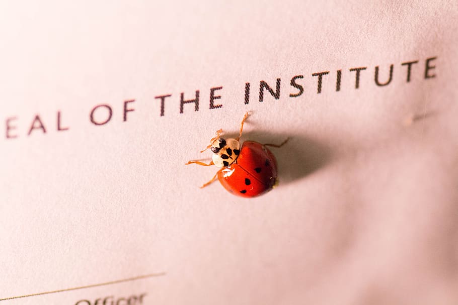 ladybug, insect, macro, text, close-up, communication, western script HD wallpaper