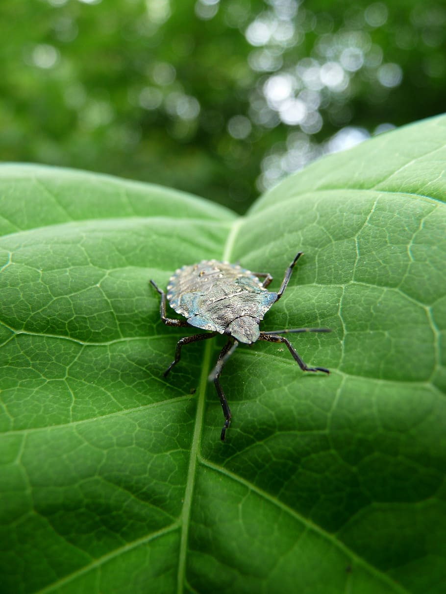bug, leaf, nature, insect, animal, close-up, macro, wildlife HD wallpaper