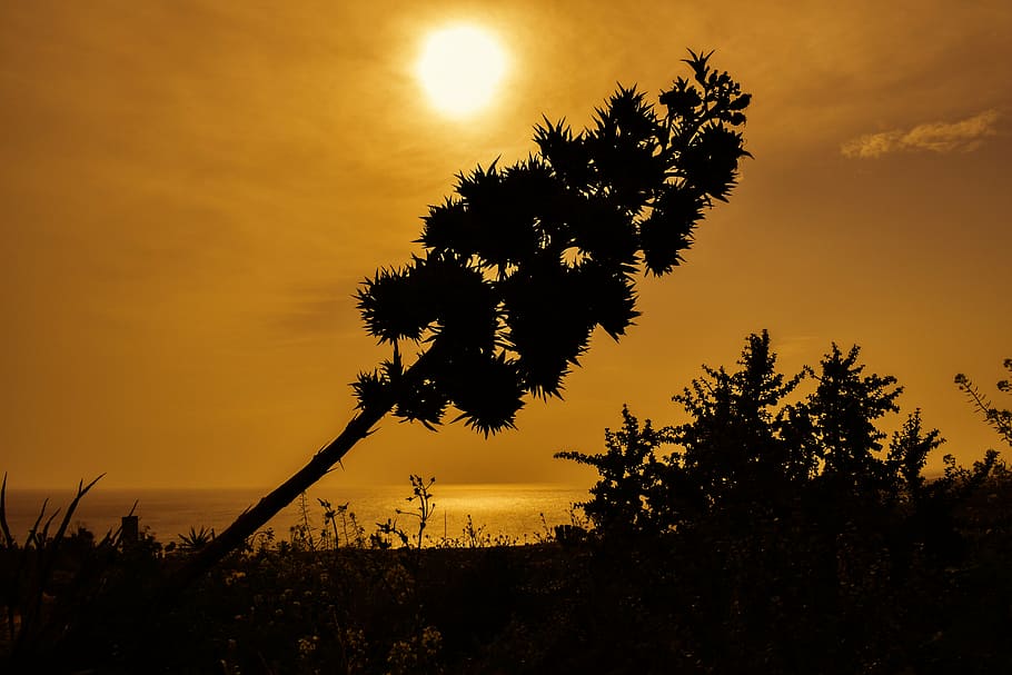 tree, sunset, nature, landscape, sky, sea, horizon, hazy, cloudy HD wallpaper