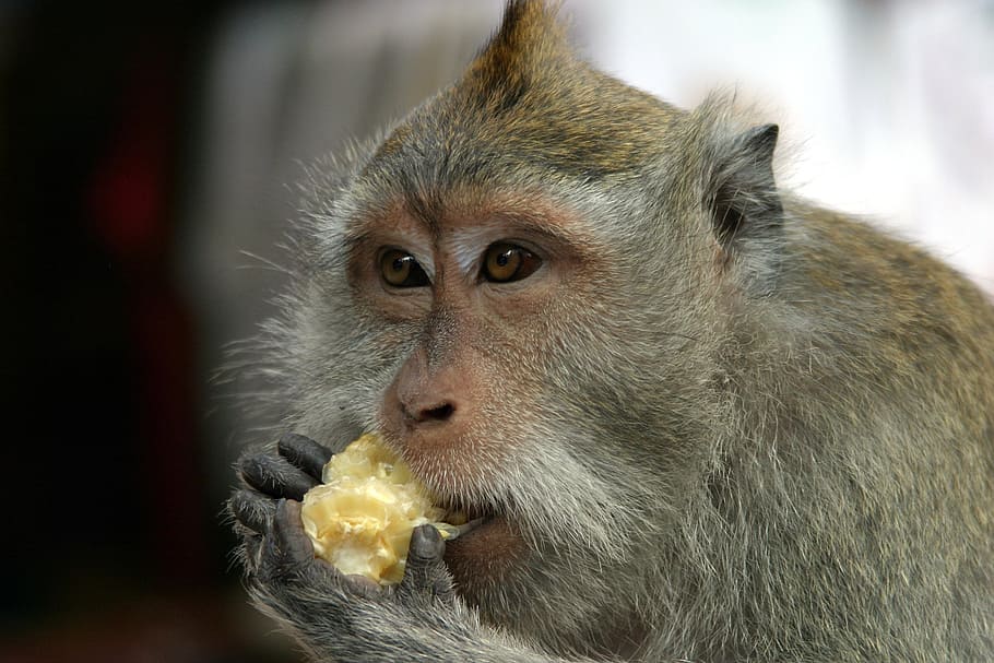 primate eating food, bali, monkey, animal, macaque, nature HD wallpaper