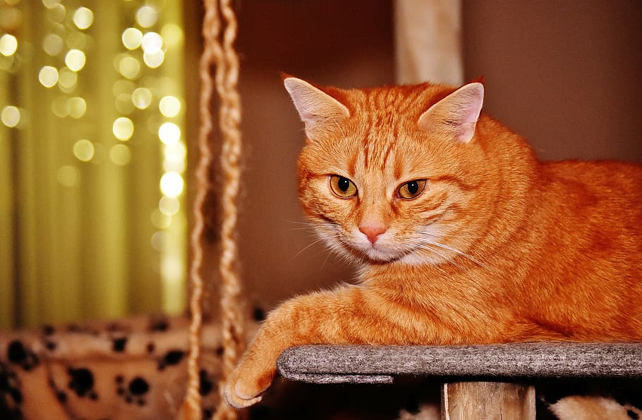 cat, red, funny, cute, mackerel, tiger, sweet, cuddly, animal HD wallpaper