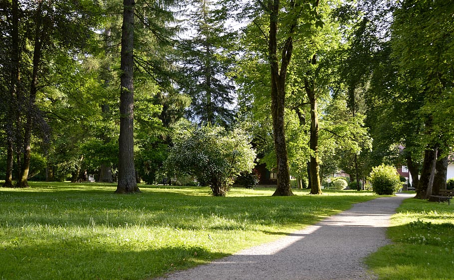 Summer, Sun, Holidays, Away, Grass, park, nature, green, tree HD wallpaper