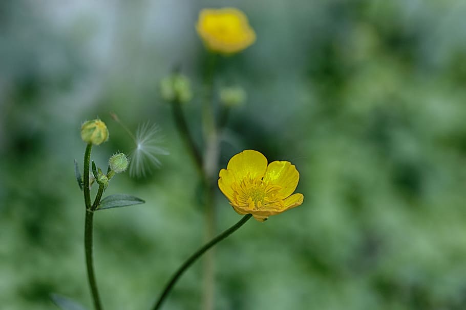flower, spring flower, nature, flowering plant, yellow, vulnerability HD wallpaper