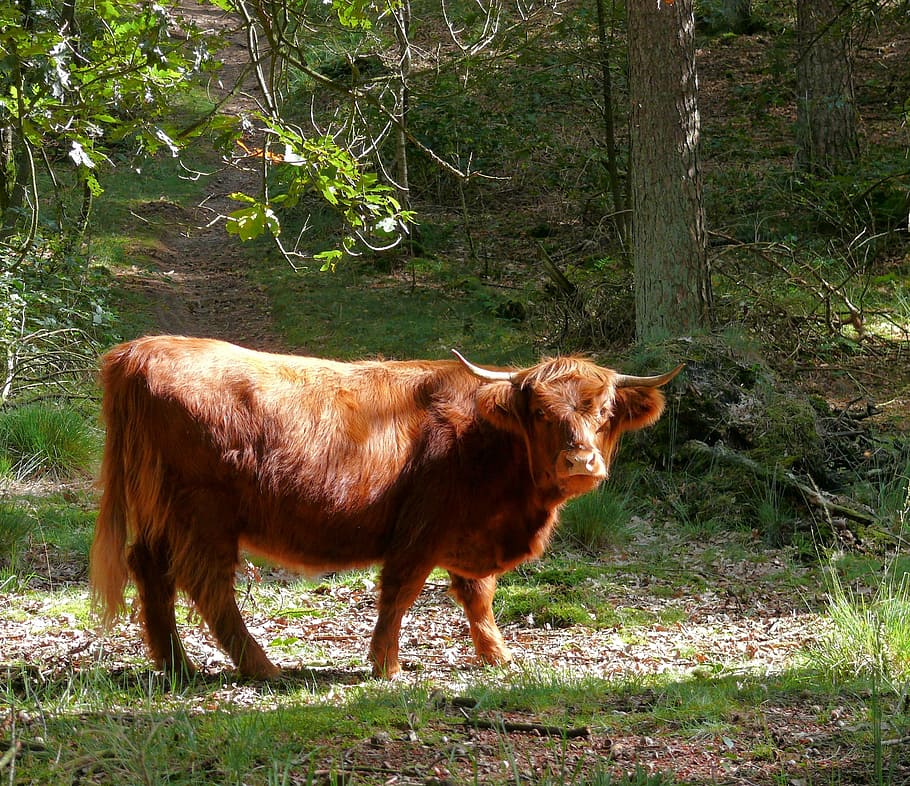 Beef, Scottish Highlander, Cattle, animal, forest, wild, domestic animals, HD wallpaper