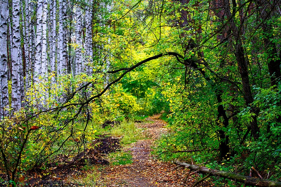 Autumn, Forest, Path, tree, nature, tree trunk, plant, land HD wallpaper