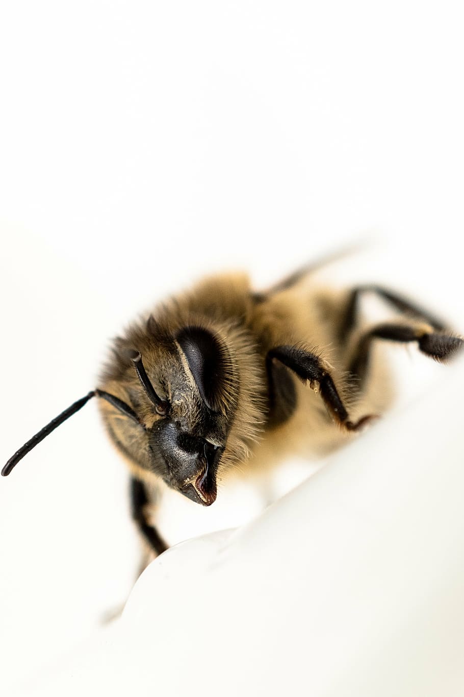 bee, close, insect, animal themes, one animal, invertebrate HD wallpaper