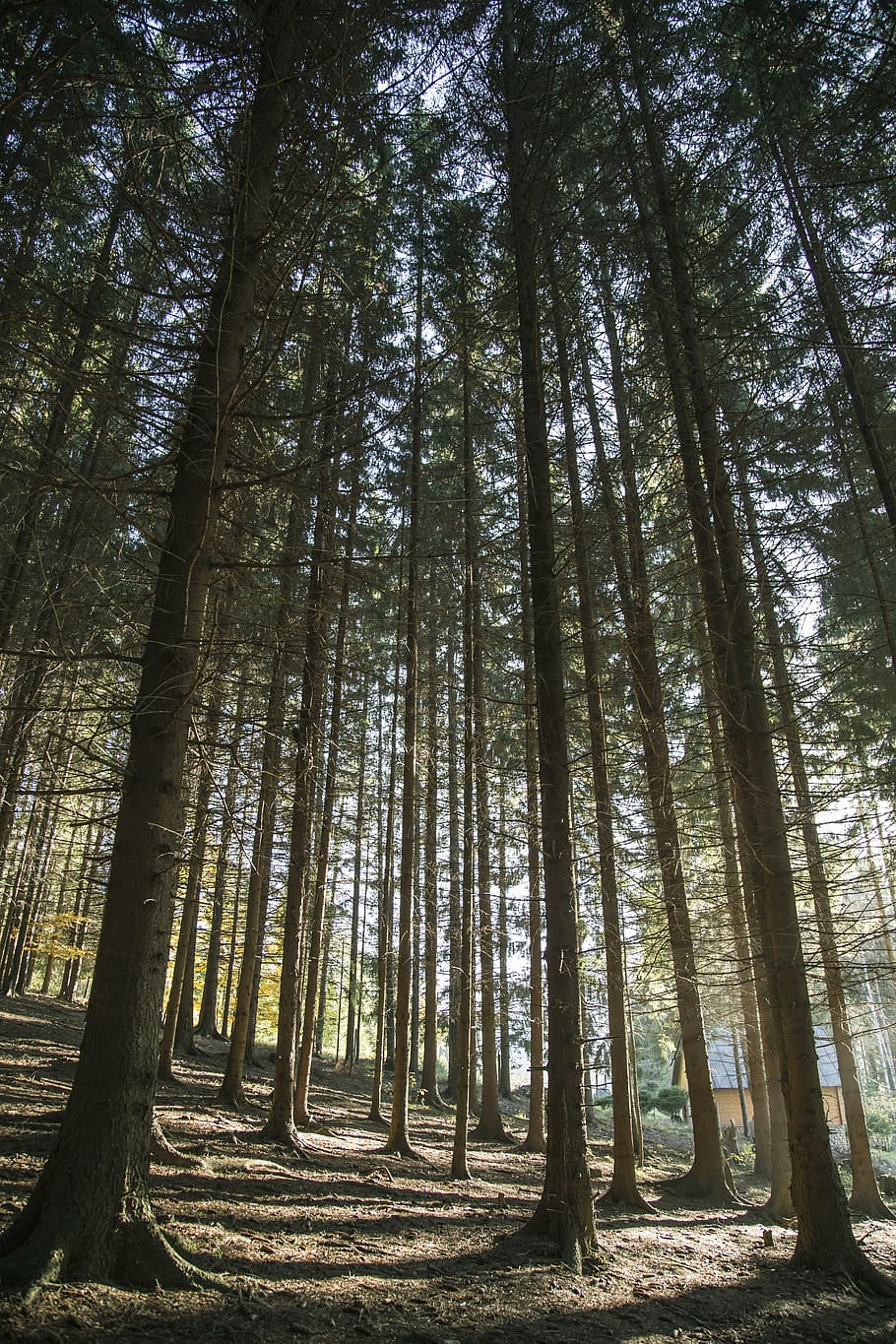 woods, forest, trees, tall, fall, autumn, sun, landscape, nature HD wallpaper
