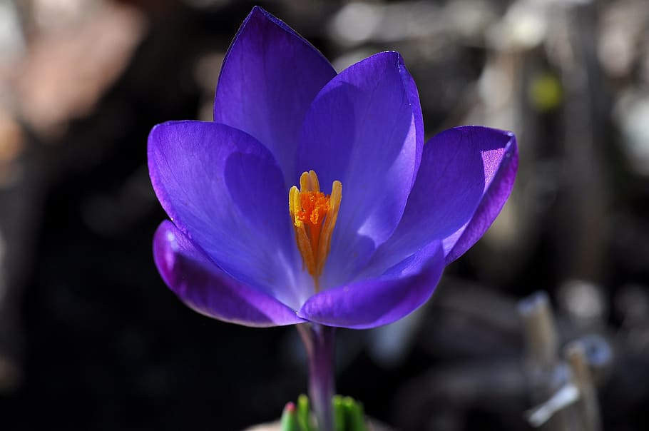 crocus, flower, blossom, bloom, plant, spring flower, purple HD wallpaper