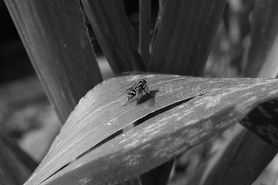 insect, fly, black and white, invertebrate, animal themes, animal wildlife HD wallpaper