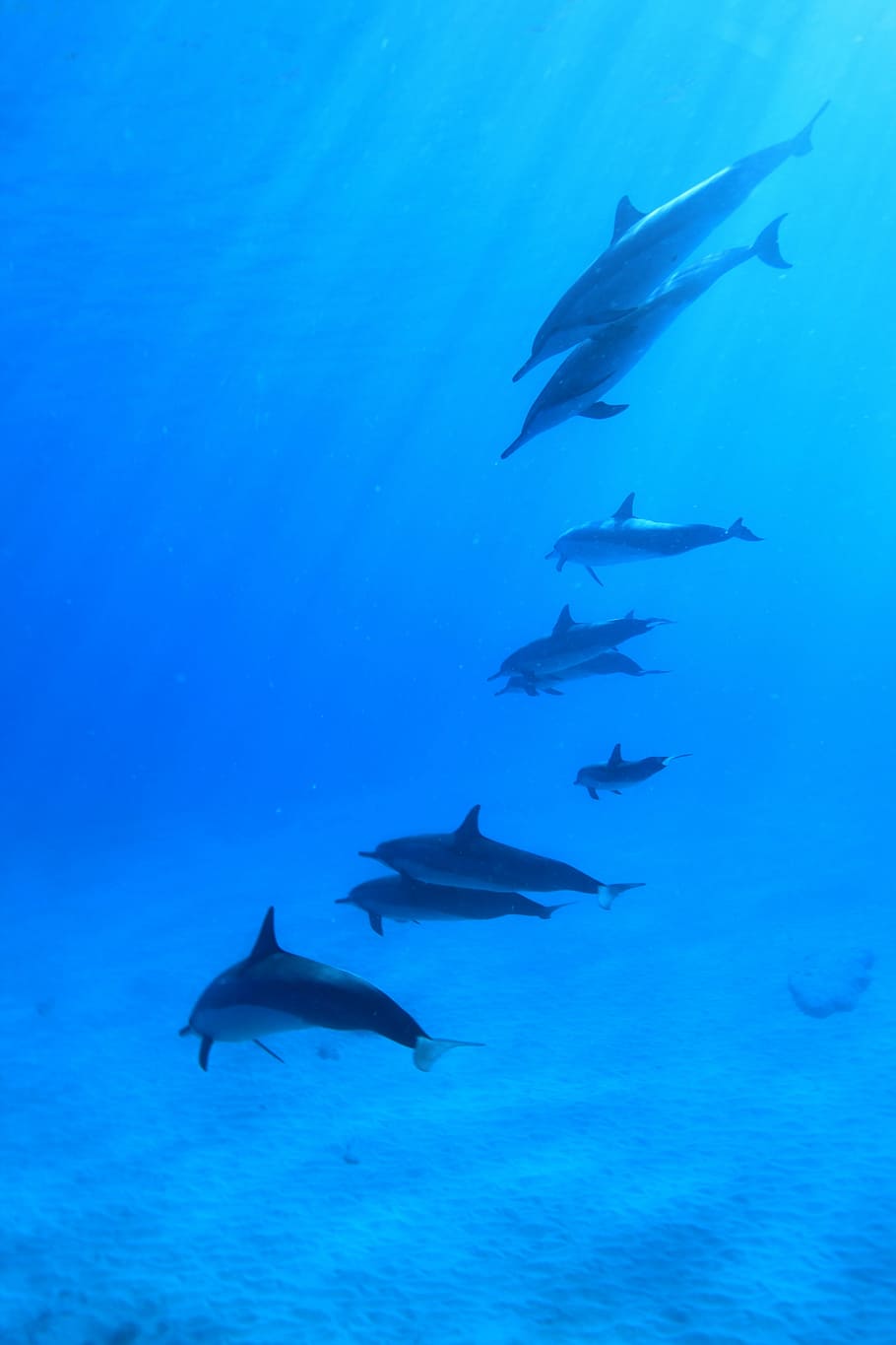 dolphins on body of water, underwater, scuba, fish, flock, hawaii HD wallpaper
