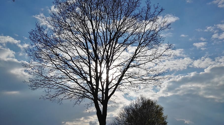 tree, clouds, nature, trees, sky, landscape, blue, mood, cloud - sky HD wallpaper