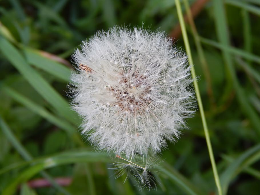 dandelion, nuns, plant, flower, fragility, vulnerability, flowering plant HD wallpaper