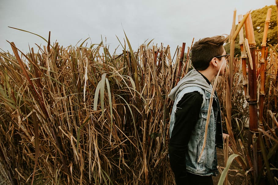 man standing on dried sugar cane field, man wearing blue denim hoodie jacket standing on brown grass field HD wallpaper